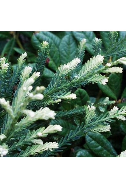 Секвоя вічнозелена Адпресса весною